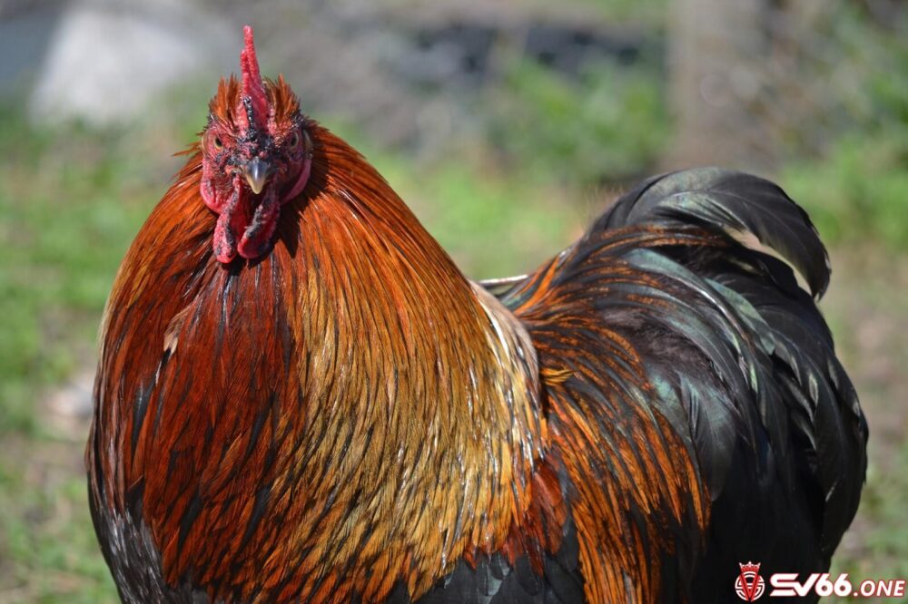 Khái quát chung về nguồn gốc của gà Bắc Kinh